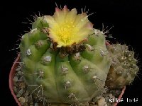 Copiapoa mollicula ©JL P1040035.JPG